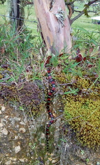 Lampropeltis micropholis