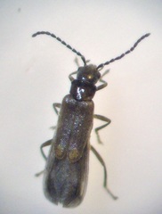 Malthodes pumilus
