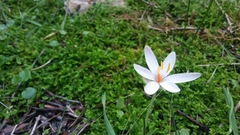 Crocus cambessedesii