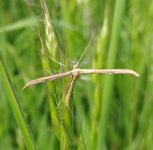 pierkavec rebríčkový (Gillmeria pallidactyla)