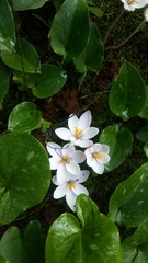 Crocus cambessedesii