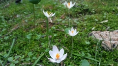 Crocus cambessedesii