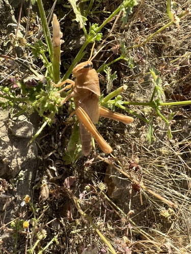iNaturalist observation photo of Bird Grasshoppers
