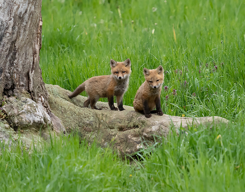 Red Fox photographed in New York