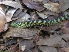 Abronia taeniata
