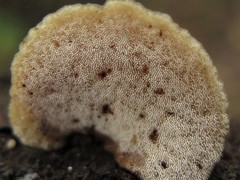 Auriscalpium villipes