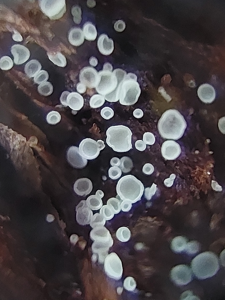 Micropodia