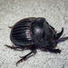 Spanish Dung Beetle - Photo (c) David Barros Cardona, some rights reserved (CC BY-NC), uploaded by David Barros Cardona