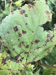 Cercospora moricola