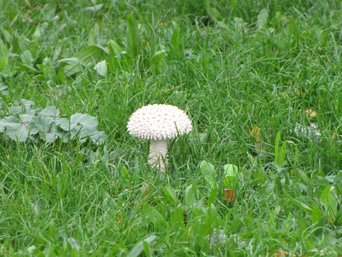 Saproamanita vittadinii image