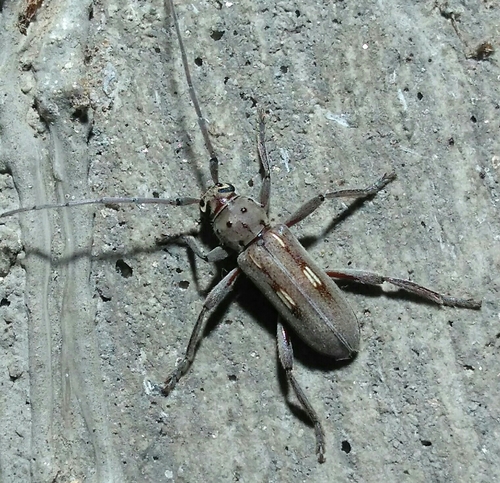 Aeburia Insect (Eburia aliciae)