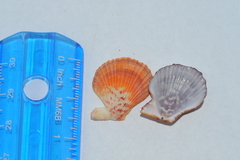 Caribachlamys sentis