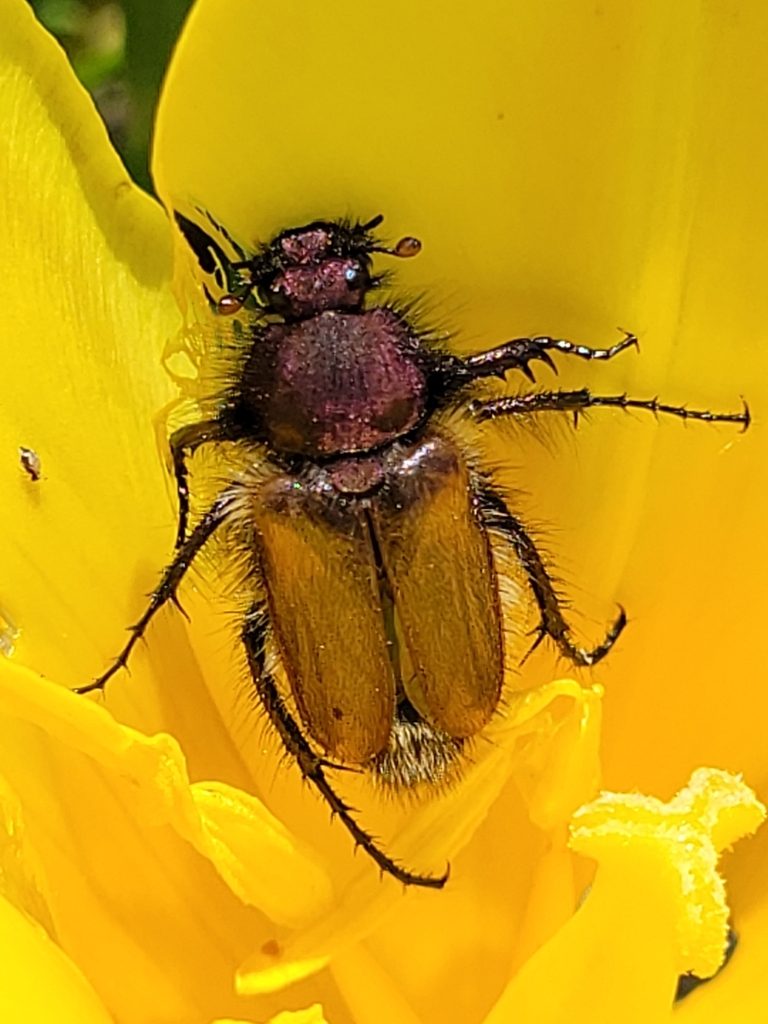 Eulasia analis