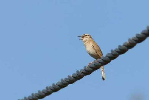 Rufous-tailed Scrub Robin (Cercotrichas galactotes), photo 4
