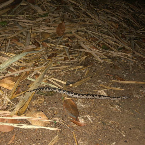 Photo of a Rough-tailed Sand Boa (Eryx conicus)