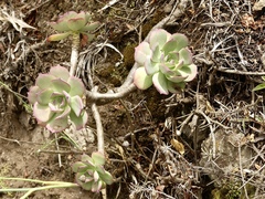 Aeonium percarneum image