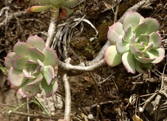 Aeonium percarneum image