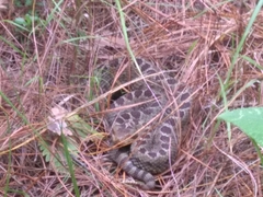 Crotalus triseriatus