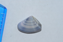 Donax denticulatus