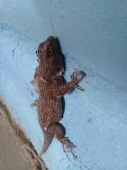 Honduran Emerald Spiny Lizard photo 2