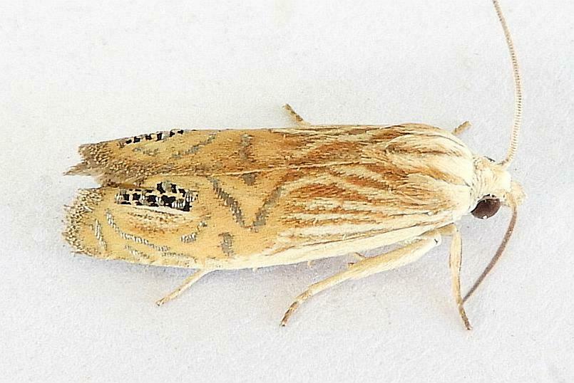 Folded-costa Eucosma Moths