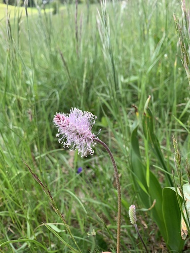 Srednji trputac (Plantago media)