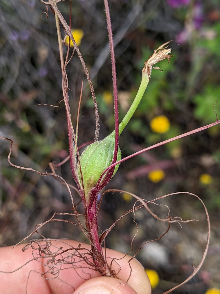 A stem gall on Lindley's silverpuff