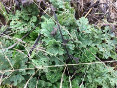 Longitarsus jacobaeae