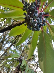 Daphniphyllum macropodum