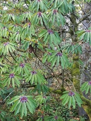 Daphniphyllum macropodum