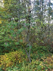 Daphniphyllum macropodum
