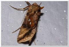 Autographa bimaculata