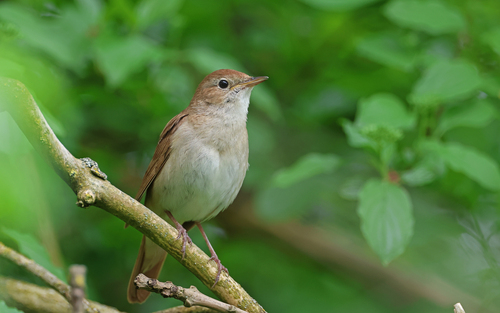 Ruiseñor común (Luscinia megarhynchos)