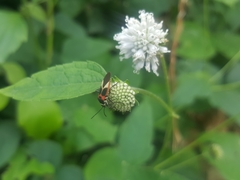 Craspeduchus variegatus