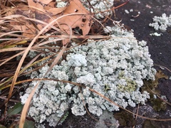 Stereocaulon saxatile