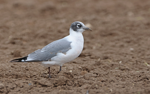 Gaviota pipizcán (Larus pipixcan)