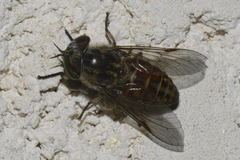 Tabanus glaucopis