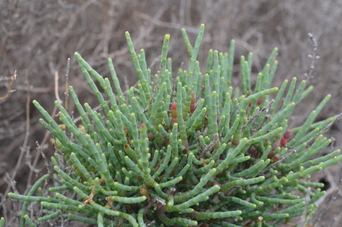 Glasswort (Arthrocnemum fruticosum)