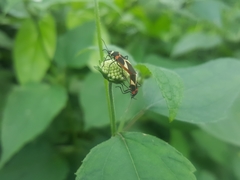 Craspeduchus variegatus