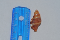 Monoplex pilearis