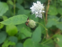 Craspeduchus variegatus