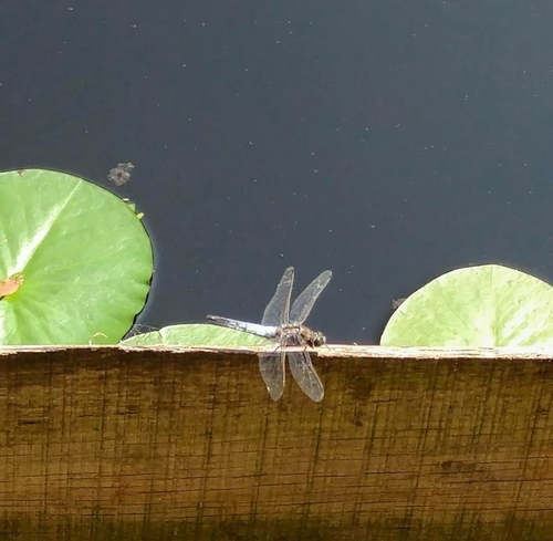 Black-tailed Skimmer, Baanvelden 11, 4715 RH Rucphen, Nederland, photo 8 of 10