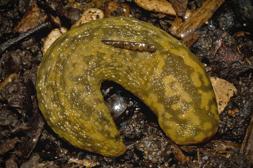 Green Cellar Slug