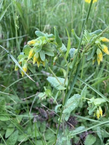 voskovka menšia (Cerinthe minor)