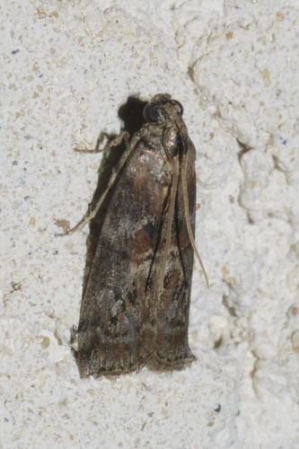 Dotted Oak Knot-horn, photo 3 of 10
