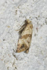 Phalonidia contractana