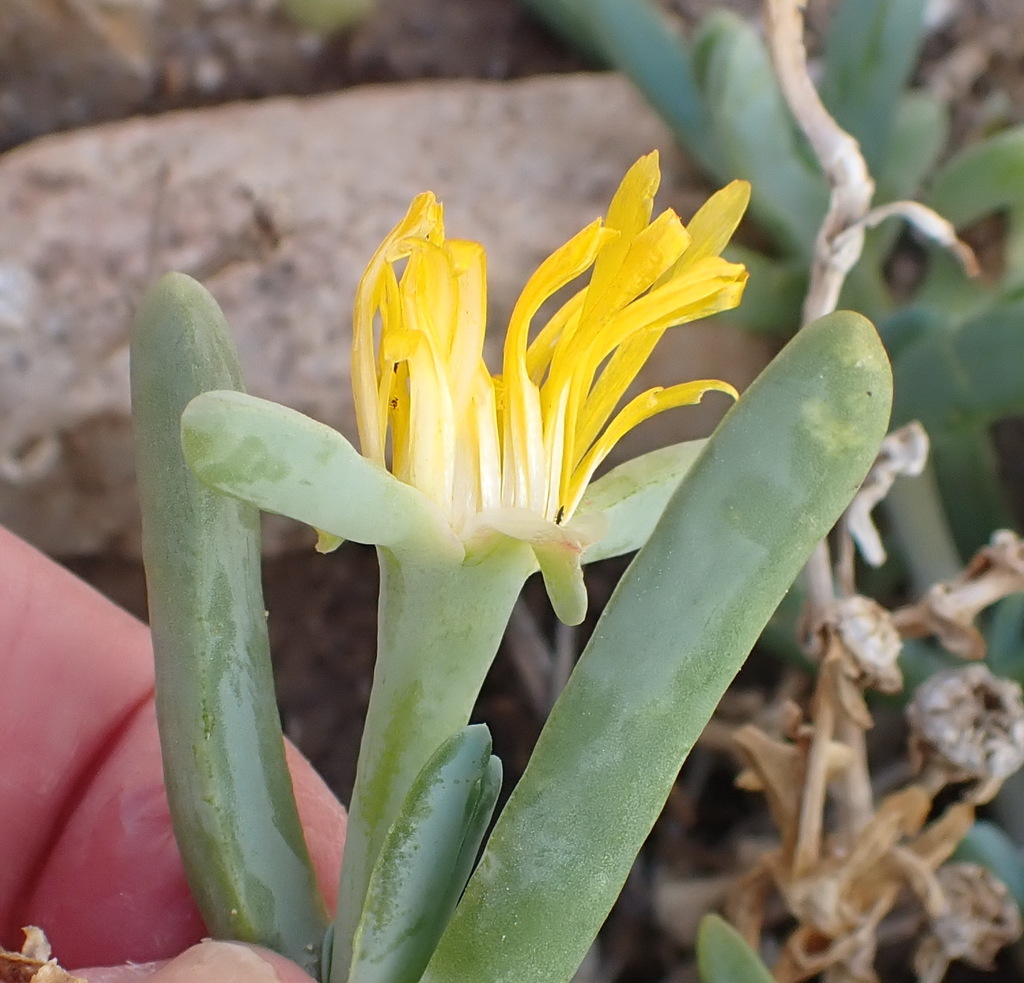 rocky point ice plant from Central Karoo District Municipality, South
