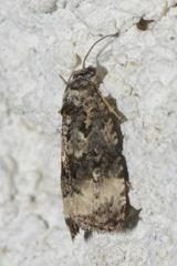 Endothenia gentianaeana