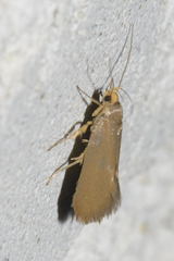 Crassa unitella
