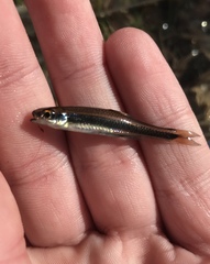 Notropis cummingsae